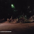 2018/08 新加坡/北區萬禮 新加坡夜間動物園