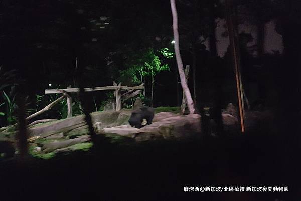 2018/08 新加坡/北區萬禮 新加坡夜間動物園