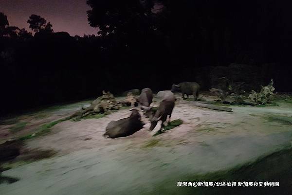 2018/08 新加坡/北區萬禮 新加坡夜間動物園