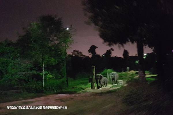 2018/08 新加坡/北區萬禮 新加坡夜間動物園