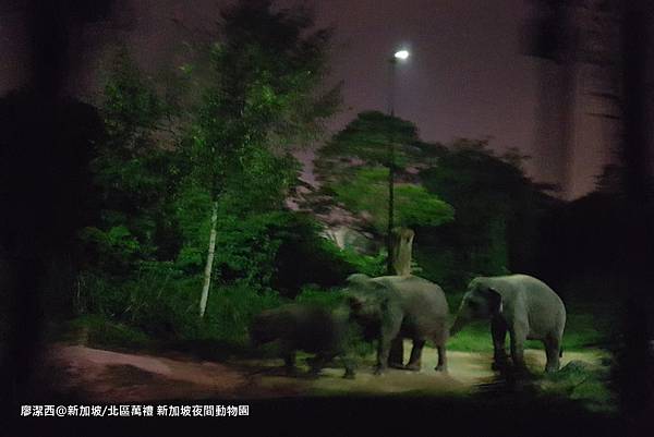 2018/08 新加坡/北區萬禮 新加坡夜間動物園