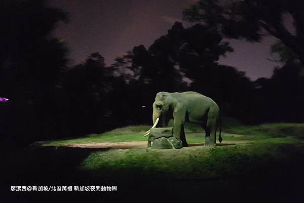 2018/08 新加坡/北區萬禮 新加坡夜間動物園