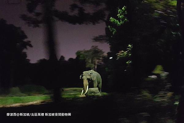 2018/08 新加坡/北區萬禮 新加坡夜間動物園