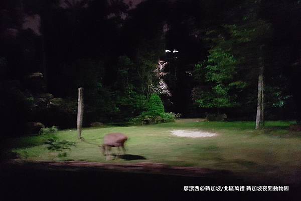 2018/08 新加坡/北區萬禮 新加坡夜間動物園