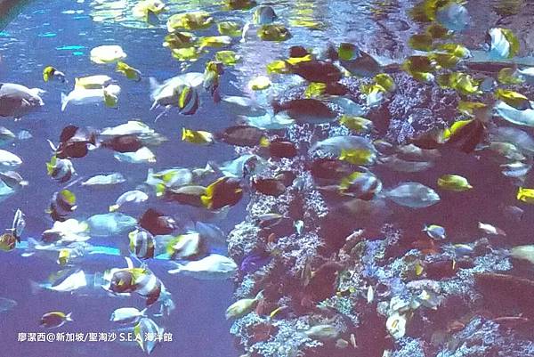 2018/08 新加坡/聖淘沙 海洋館