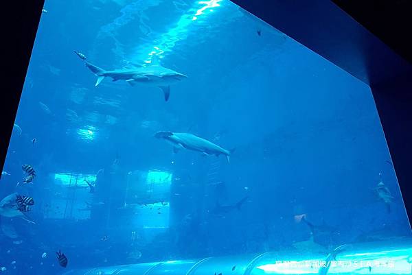 2018/08 新加坡/聖淘沙 海洋館