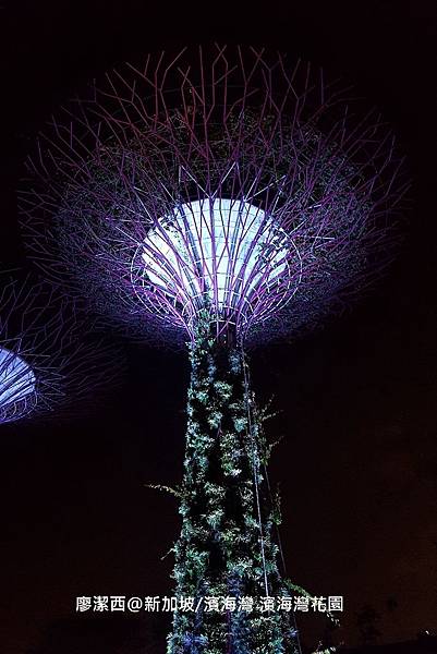 2018/08 新加坡/濱海灣 濱海灣花園