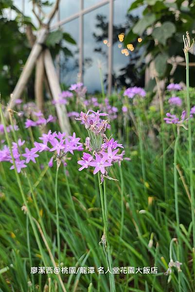 【桃園/龍潭】Fame Hall Garden Hotel名人堂花園大飯店