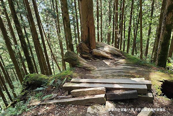 【宜蘭/大同】太平山國家森林遊樂區