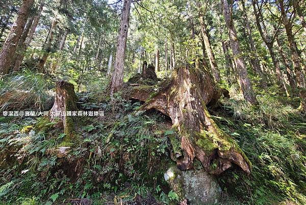 【宜蘭/大同】太平山國家森林遊樂區