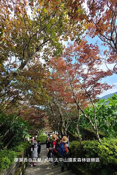 【宜蘭/大同】太平山國家森林遊樂區