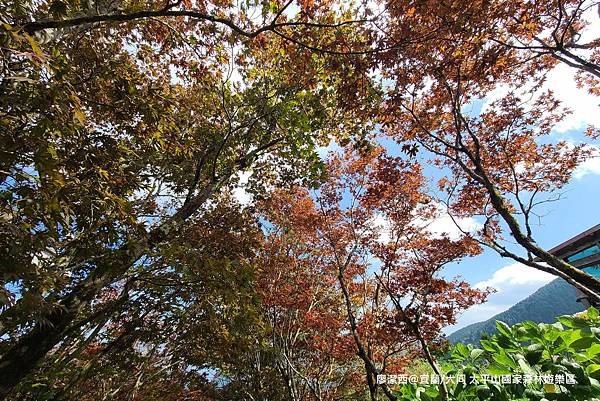 【宜蘭/大同】太平山國家森林遊樂區