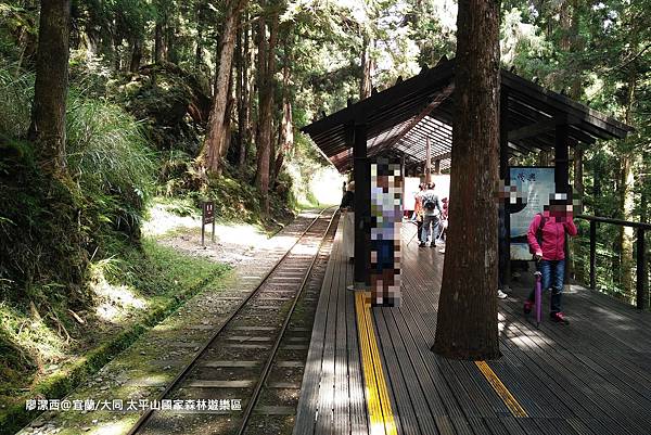 【宜蘭/大同】太平山國家森林遊樂區