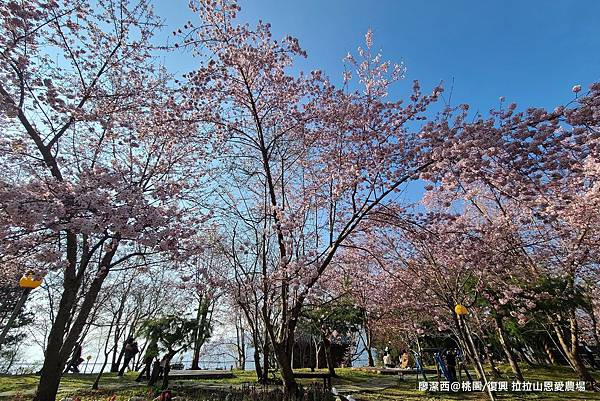 【桃園/復興】拉拉山恩愛農場