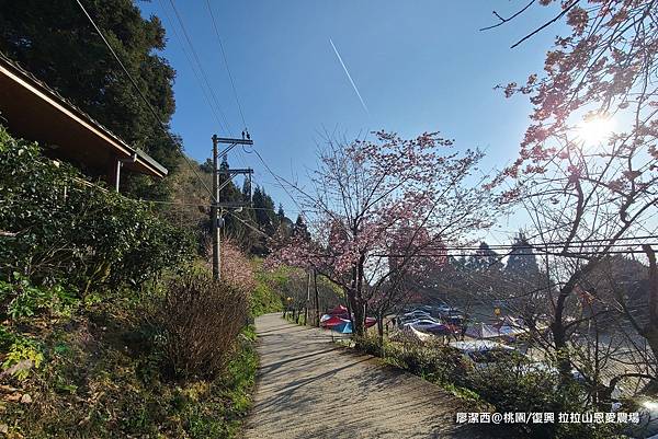 【桃園/復興】拉拉山恩愛農場