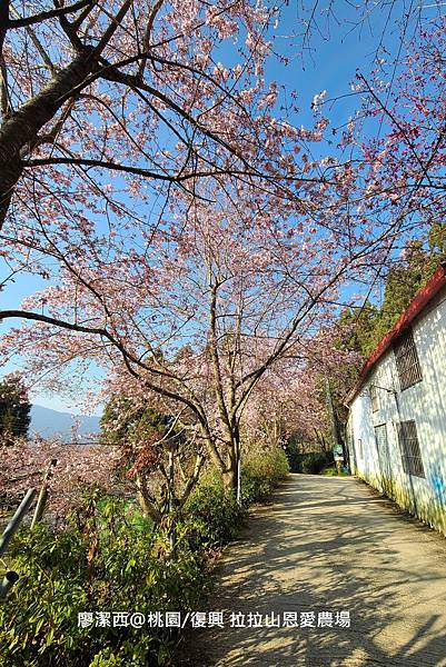 【桃園/復興】拉拉山恩愛農場