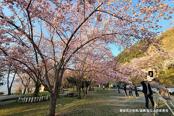 【桃園/復興】拉拉山恩愛農場