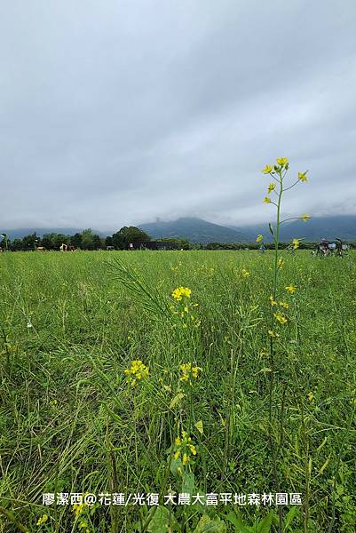 【花蓮/光復】大農大富平地森林園區