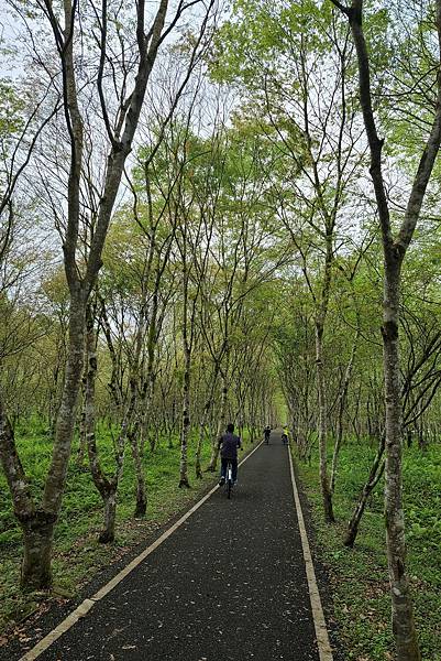 【花蓮/光復】大農大富平地森林園區