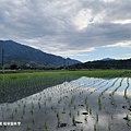 【花蓮/富里】2021第二屆稻草藝術季