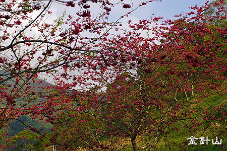 金針山