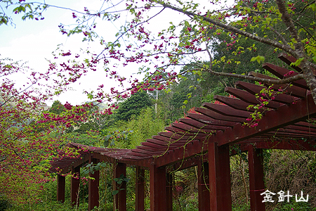 金針山