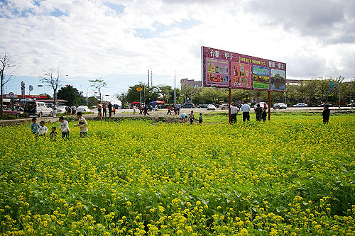 台東油菜花田