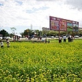 台東油菜花田