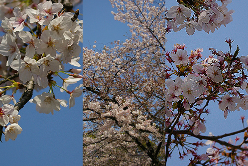 [名古屋]鶴舞公園