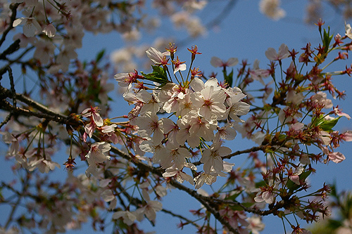 [名古屋]鶴舞公園