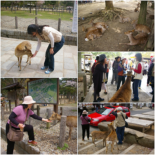 奈良公園