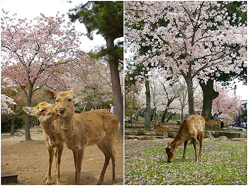 奈良公園