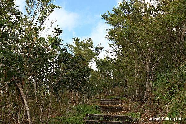 金針山埡口露營區