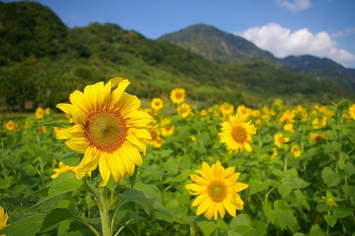 東河鄉向日葵花田