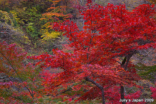 DAY2。中野紅葉山