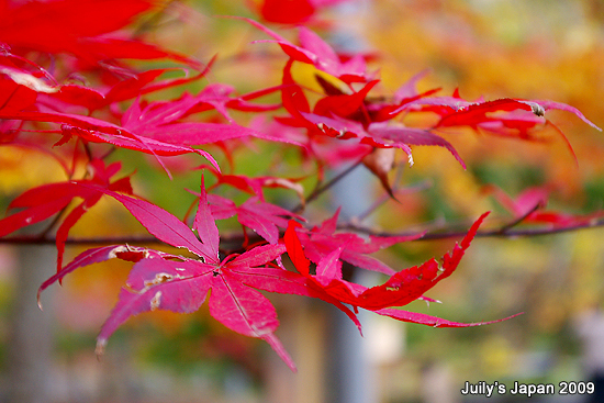 DAY2。中野紅葉山