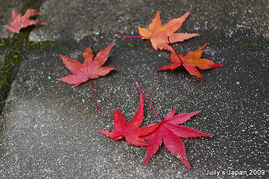 DAY2。中野紅葉山