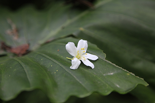 2010土城桐花季