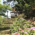 2010土城桐花季