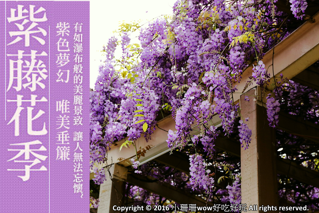 遊 中壢 龍德公園 元生公園紫藤花 好美 中壢最漂亮的紫藤花賞花攻略大集合 105 4 9花況 翰寶寶與小珊珊的旅遊美食生活手札