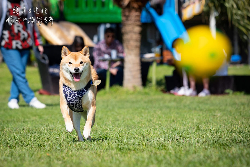 20200315@卡托米利_200315_0025.jpg 20200315@卡托米利_200315_0025.jpg