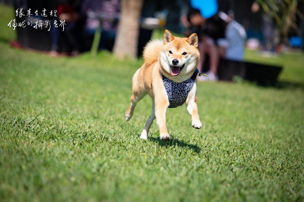 20200315@卡托米利_200315_0021.jpg 20200315@卡托米利_200315_0021.jpg