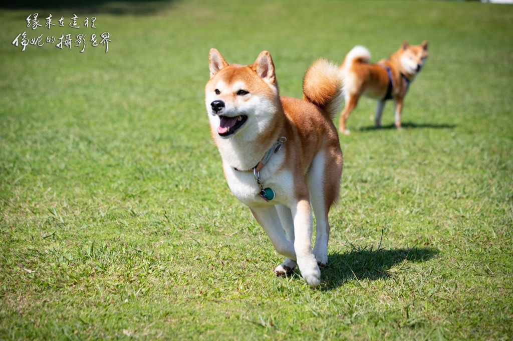 20200315@卡托米利_200315_0039.jpg 20200315@卡托米利_200315_0039.jpg