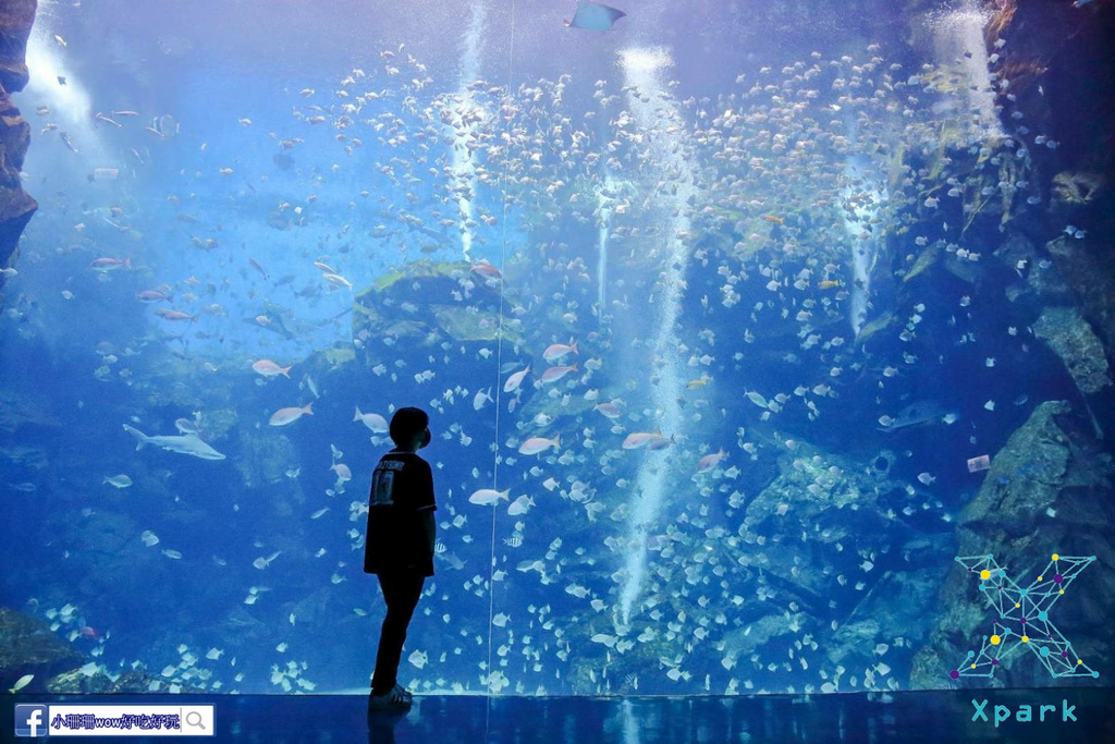 桃園Xpark水族館,福爾摩沙,珊瑚潛行,暖海生機,雨林探險,寒帶行凍,深海尋秘,桃園,中壢,Xpark,室內景點,水族