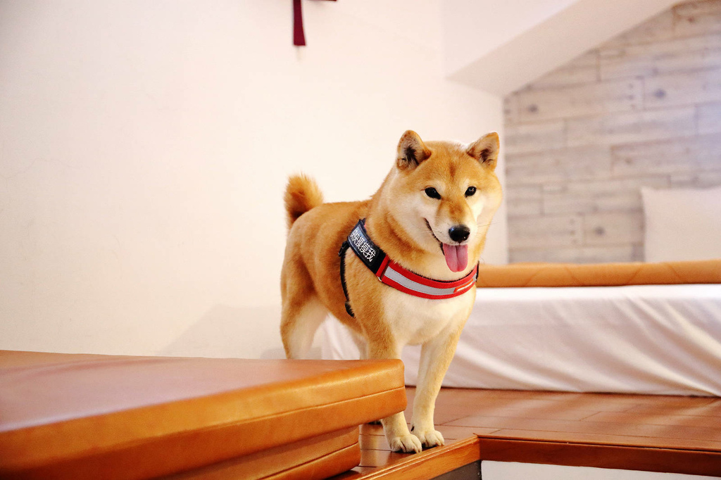 墾丁 牧場Villa 民宿 寵物友善民宿 