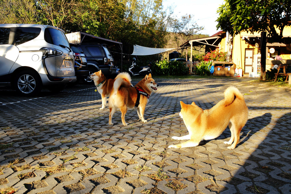 墾丁 牧場Villa 民宿 寵物友善民宿 