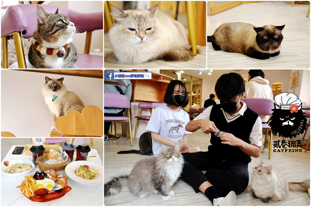 貓咪咖啡廳,貳巷貓弄Catfeine,桃園美食,中壢美食,早午餐,奶香雞肉燉飯,親子友善,桃園,中壢區,貳巷貓弄,主題餐廳,貓咪主題餐廳,中壢貓咖啡,中壢貓餐廳,桃園貓餐廳,桃園貓咖啡,Catfein