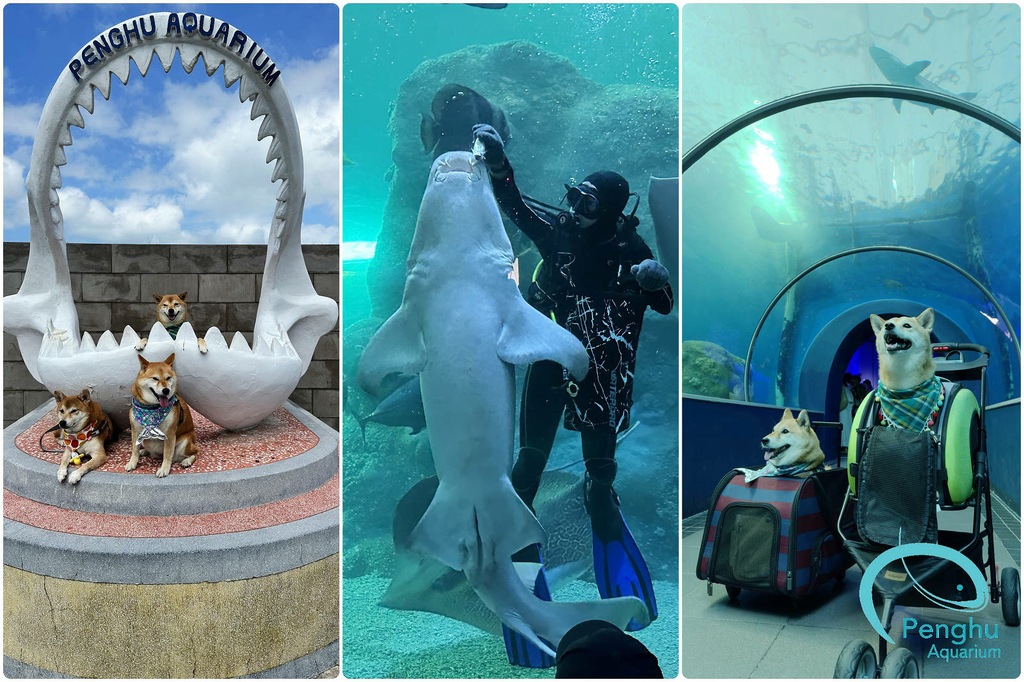 澎湖水族館,寵物友善,海底隧道,潛水員餵食秀,珊瑚礁岩池,大洋池,澎湖馬公,離島,澎湖,水族館,澎湖景點,馬公,餵食秀,馬公景