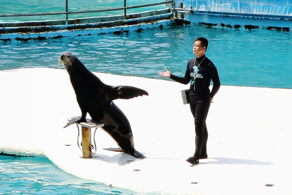 北海岸推薦親子景點，野柳海洋世界，海豚、海獅、高空跳水表演，