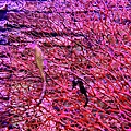 IMG_2016.JPG